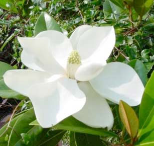 Magnolia Flower.jpg