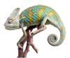 Chameleon.png