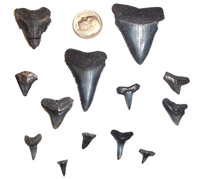 Shark's Teeth.png