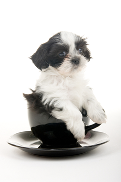 Tea Cup Puppy