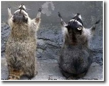 Raccoon clapping