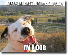 Roses are gray