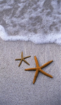 Starfish Beach