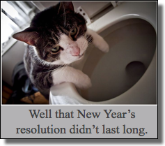 Cat new year resolution