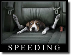 Speeding dog