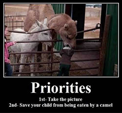 Priorities camel