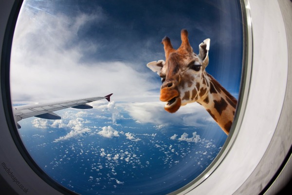 Giraffe airplane hero